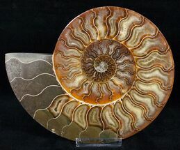 Cleoniceras cleon - Fossils For Sale - #12462