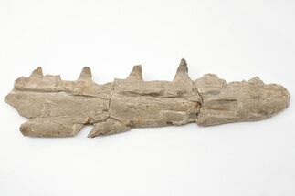 15.6" Fossil Mosasaur (Tylosaurus) Jaw Section - Kansas - Fossil #197481
