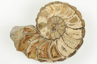 Cut/Polished Calycoceras Ammonite (Half) - Texas #198210