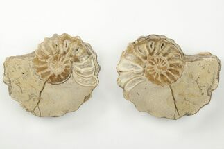 Cut/Polished Calycoceras Ammonite (Pair) - Texas #198214