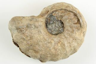 2.5" Cretaceous Fossil Ammonite (Calycoceras) - Texas - Fossil #198216