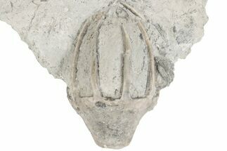 Fossil Crinoid (Eucalyptocrinites) Crown - Indiana #198720