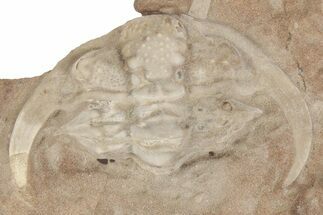Rare, Enrolled Ceraurus Trilobite - Missouri - Fossil #198739