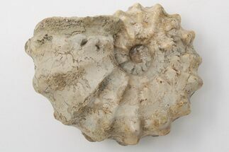 Cretaceous Fossil Ammonite (Acanthoceras) - Texas #198226
