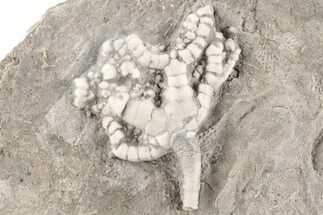 Detailed Fossil Crinoid (Onychocrinus) - Indiana #198754