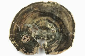 Triassic Petrified Wood (Woodworthia) Round - Zimbabwe #198989