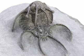 Spiny Ceratarges Trilobite - Zireg, Morocco #199009