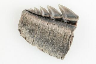 .55" Partial, Fossil Cow Shark (Notorhynchus) Tooth - Aurora, NC - Fossil #184503