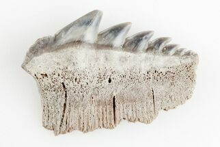 0.87" Fossil Cow Shark (Notorhynchus) Tooth - Aurora, NC
 - Fossil #184530