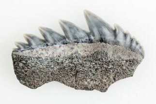 0.9" Fossil Cow Shark (Notorhynchus) Tooth - Aurora, NC - Fossil #184531