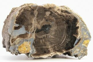 4.8" Long, Petrified Wood (Schinoxylon) Limb - Blue Forest, Wyoming - Fossil #199025