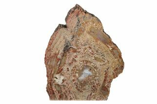 9.3" Colorful Petrified Wood (Araucarioxylon) Stand-up - Arizona - Fossil #199036