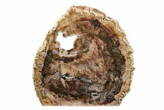 9.9" Colorful, Free-Standing, Polished Petrified Wood - Madagascar - Fossil #199041