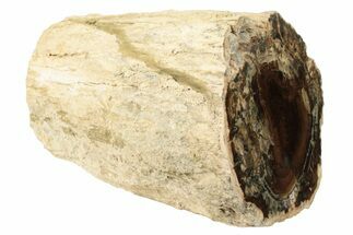 3.6" Long, Polished Petrified Wood Limb - McDermitt, Oregon - Fossil #198982