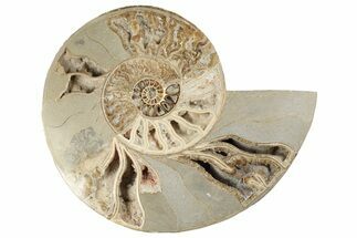 Huge, Choffaticeras (Daisy Flower) Ammonite Half - Madagascar #199246