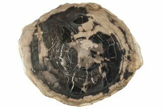 14.8" Polished Petrified Wood Round - Sweethome, Oregon - Fossil #199012