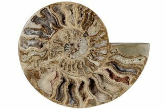 10" Choffaticeras ("Daisy Flower") Ammonite Half - Madagascar - Fossil #199245