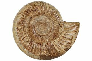 6.2" Jurassic Ammonite (Perisphinctes) - Madagascar - Fossil #199238