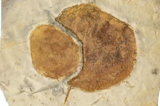 Two Fossil Leaves (Zizyphoides) - Montana - Fossil #199651