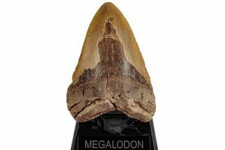 Very Heavy, Fossil Megalodon Tooth - Monster Meg Tooth #199692