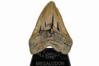 Massive, 6.20" Fossil Megalodon Tooth - North Carolina - Fossil #199693