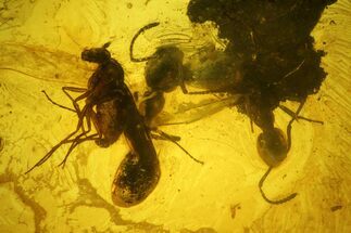 Two Fossil Ants (Formicidae) and a Fly (Diptera) in Baltic Amber #200175