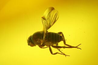 Detailed Fossil Hump-Backed Fly (Phoridae) In Baltic Amber #200194