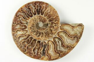 4.3" Cut & Polished Ammonite Fossil (Half) - Madagascar - Fossil #200050