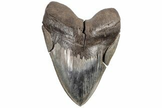 Serrated, Fossil Megalodon Tooth - Beautiful Blade Color #200235