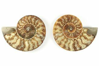 5.5" Cut & Polished, Agatized Ammonite Fossil - Madagascar - Fossil #200029