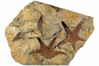 Two Ordovician Starfish (Petraster?) - El Kaid Rami, Morocco #200190