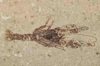 Cretaceous Fossil Lobster & Brittle Star Association - Hakel, Lebanon #200276