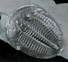 Top Quality Elrathia Trilobite In Matrix - Utah #12489