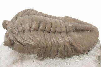 Rare, 2.3" Asaphus Sulevi Trilobite - Russia - Fossil #200415