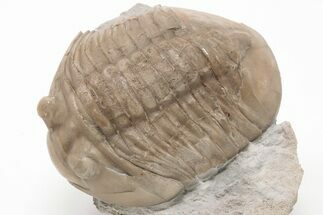 Unusual Asaphus Laevissimus Trilobite - Russia #200394