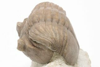 Curled Asaphus Plautini Trilobite Fossil - Russia #200395