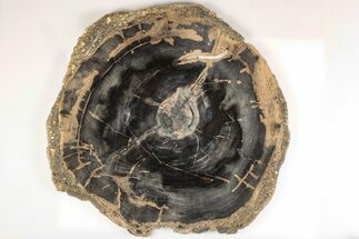 10" Polished Petrified Wood (Sycamore) Round - Sweet Home, Oregon - Fossil #200439