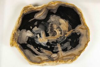 8.05" Polished Petrified Wood Round - Sweet Home, Oregon - Fossil #200448