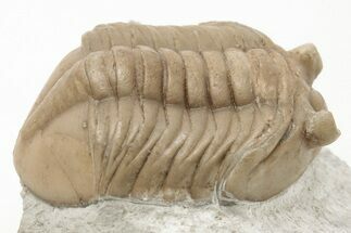 Rare, Asaphus Sulevi Trilobite - Russia #200466
