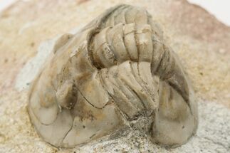 Niobella Lindstroemi Trilobite - Rare Species #200470