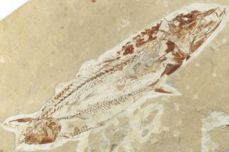 7.15" Cretaceous Predatory Fish (Eurypholis) Fossil - Hakel, Lebanon - Fossil #200686