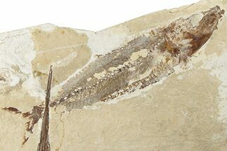 6.3" Cretaceous Fossil Fish (Scombroclupea) - Lebanon - Fossil #200687