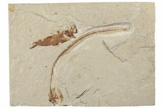 Cretaceous Eel (Enchelion) and Fish (Primigatus) - Lebanon #200637