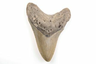 Fossil Megalodon Tooth - North Carolina #200660