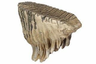 Fossil Woolly Mammoth Upper M Molar - North Sea Deposits #200779