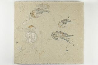 Five Cretaceous Fossil Shrimp (Carpopenaeus) - Hjoula, Lebanon - Fossil #200694