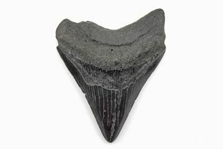 Fossil Megalodon Tooth - South Carolina #171089
