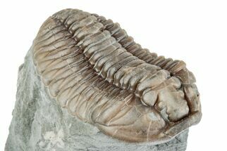 1" Long Prone Flexicalymene Trilobite - Mt. Orab, Ohio - Fossil #201129