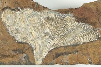 Fossil Ginkgo Leaf From North Dakota - Paleocene #201199