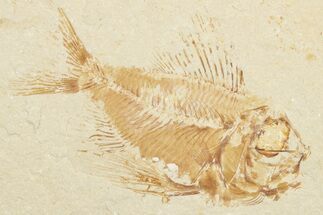 2.2" Cretaceous Fossil Fish (Ctenothrissa) - Hjoula, Lebanon - Fossil #201370